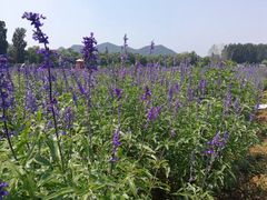 -北京东方普罗旺斯薰衣草庄园