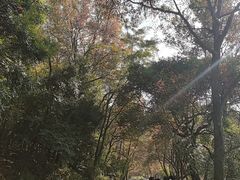 -广州市石门国家森林公园