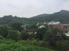 -龙井村