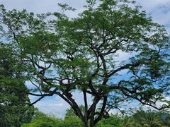 -中国科学院西双版纳热带植物园