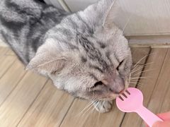 -李小姐の猫咖啡馆(五角场店)