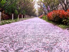 -高东镇樱花园