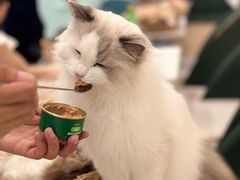 -安格丽娜·狗咖·猫咖羊驼咖(春熙路百盛商场店)