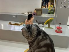 -糯米喵星人·撸猫猫舍咖啡馆(西市场嘉华店)