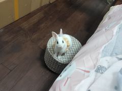-瑞派名望24h动物医院异宠专科·猫专科·骨科·重症监护分院