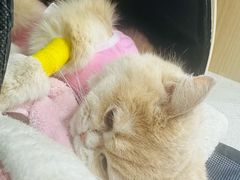 -芭比堂动物医院·CT·微创中心(新顺分院)