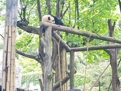 -都江堰中华大熊猫苑