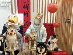 -柴迷FANS CLUB·柴犬狗咖·猫咖