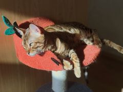 -猫腻·猫咖·撸猫馆(星光大道店)