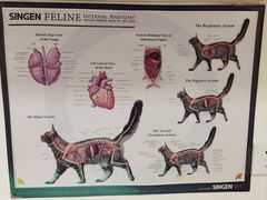 -凯特喵百思猫专科医院