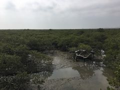 -北海金海湾红树林生态旅游区