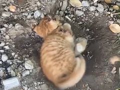 -北京博爱动物医院有限公司