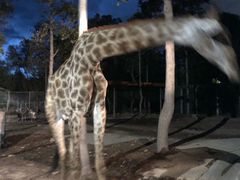 -清迈夜间动物园