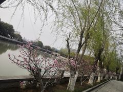 -八大山人梅湖景区