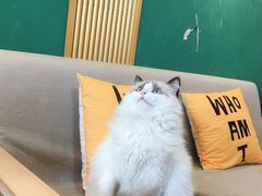 -猫十亿·布偶金渐层·曼基康矮脚猫舍(青年路店)