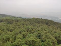 -铁山坪森林公园