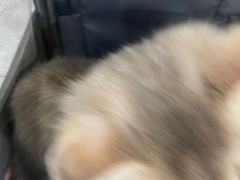 -贝康宠物医院·犬猫全科·小动物特色诊疗中心(东环路店)