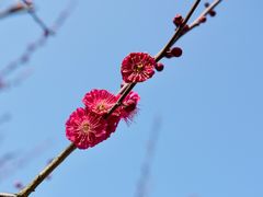 -司徒庙