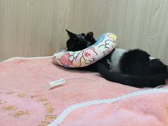 -中国农业大学动物医院