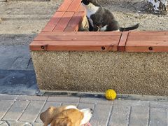 -瑞派长江宠物医院·猫科·外科·24小时夜护(谊城公寓分院)