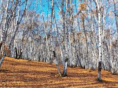 -乌兰布统景区-白桦林