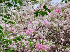 -深圳国际园林花卉博览园