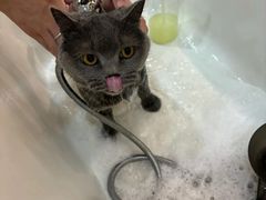 -momokira米努特·德文卷毛猫·棉花面纱犬