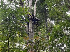 -基诺山寨.版纳民族特色菜