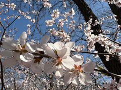 -桃花堤公园
