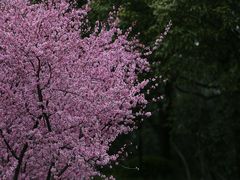 -上海滨江森林公园·停车场