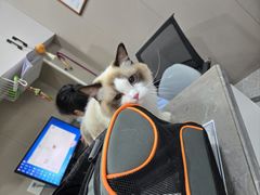 -四月宠物医院·猫专科·心脏专科·内科(转塘店)