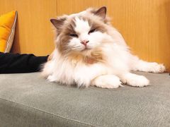 -CAT’S MEWSTAR CAFE·喵星球猫屋(晴湾咖啡店)