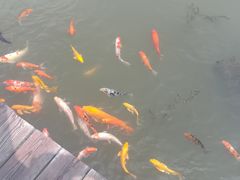 -微山湖红荷湿地景区