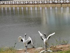 -盐城丹顶鹤湿地生态旅游区