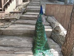 -燕塞湖鸟语林景区
