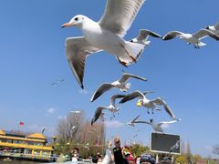 -海埂大坝