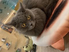-飞行喵MR PILOT|猫舍·猫咖(静安大融城店)