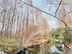 -上海共青森林公园