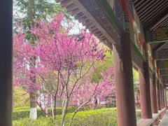 -密印寺