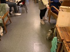 -猫色咖啡·猫咖