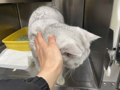 -艾贝尔宠物医院·24H转诊中心·肿瘤猫专科(江宁双龙店)