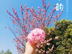 -铁山坪森林公园