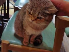 -猫色咖啡·猫咖