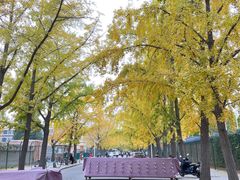 -三里屯东五街银杏大道