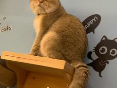 -猫咪咖啡·猫咖(万达广场店)