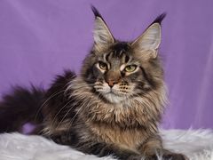 -麒麟缅因猫舍·十五年缅因猫选购中心