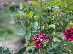 -人民公园(罗湖区)