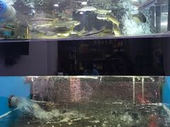 -全乐鱼馆·淳牌有机鱼直营店