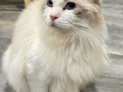 -楼上猫咖(罗湖店)