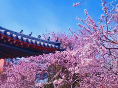 -桃花堤公园